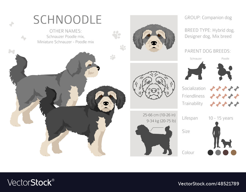 Schnauzer Poodle Mix A Comprehensive Guide