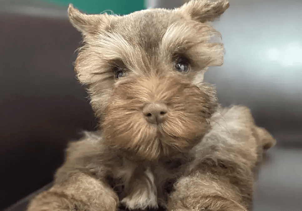 Schnauzer Rescue Providing a Second Chance for Beloved Breeds