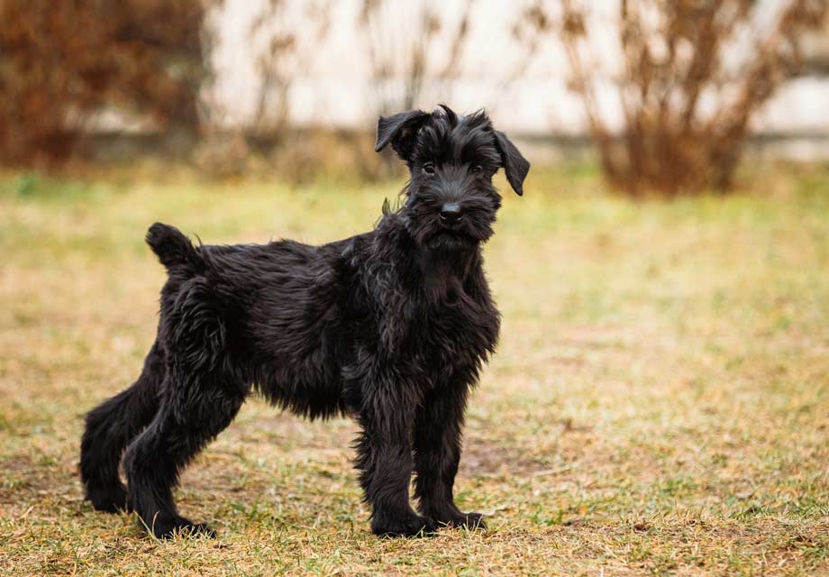 Schnauzer Rescue Providing a Second Chance for Beloved Breeds