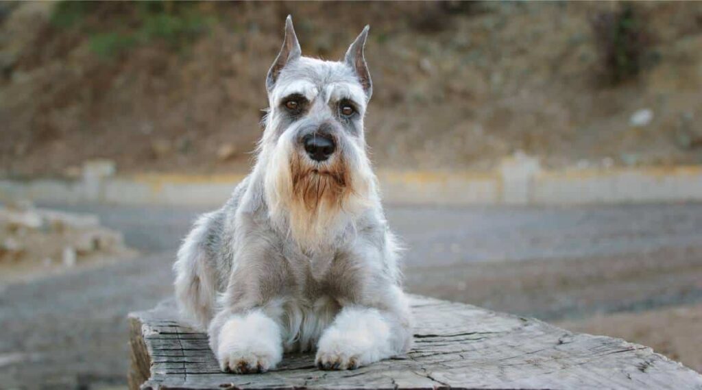 Schnauzer Sizes A Comprehensive Guide