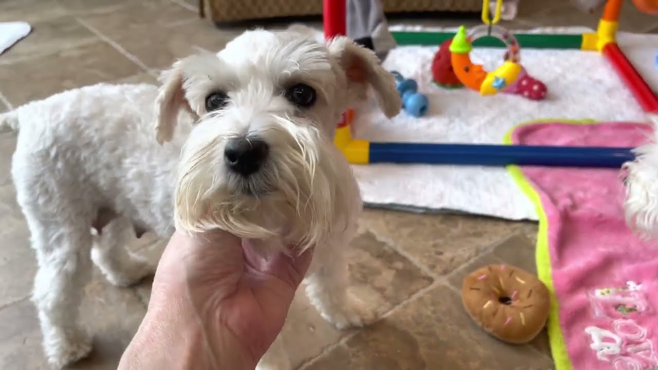 Schnauzer Sizes A Comprehensive Guide