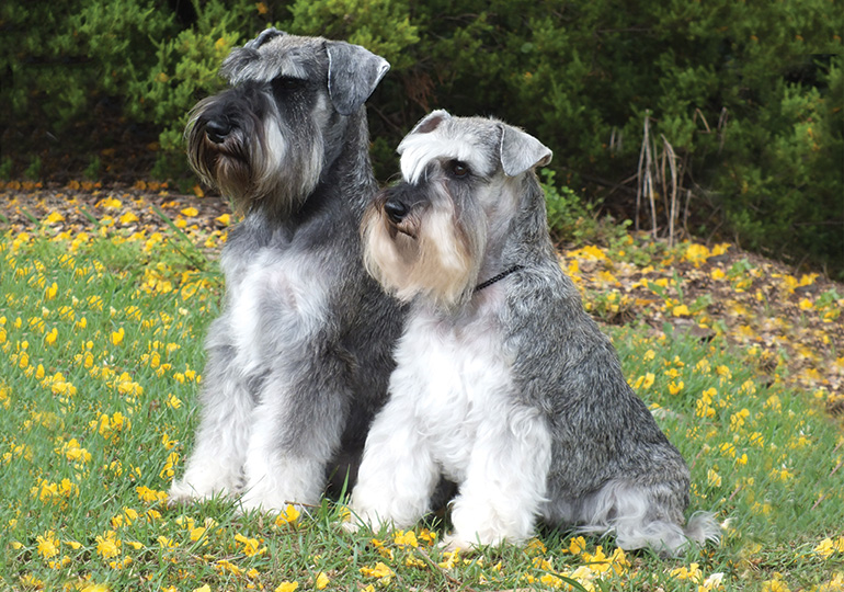 Schnauzer Sizes A Comprehensive Guide