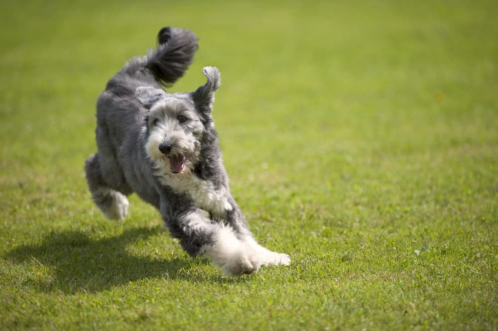 Schnauzer Varieties Unveiling the Traits Beyond the Beard