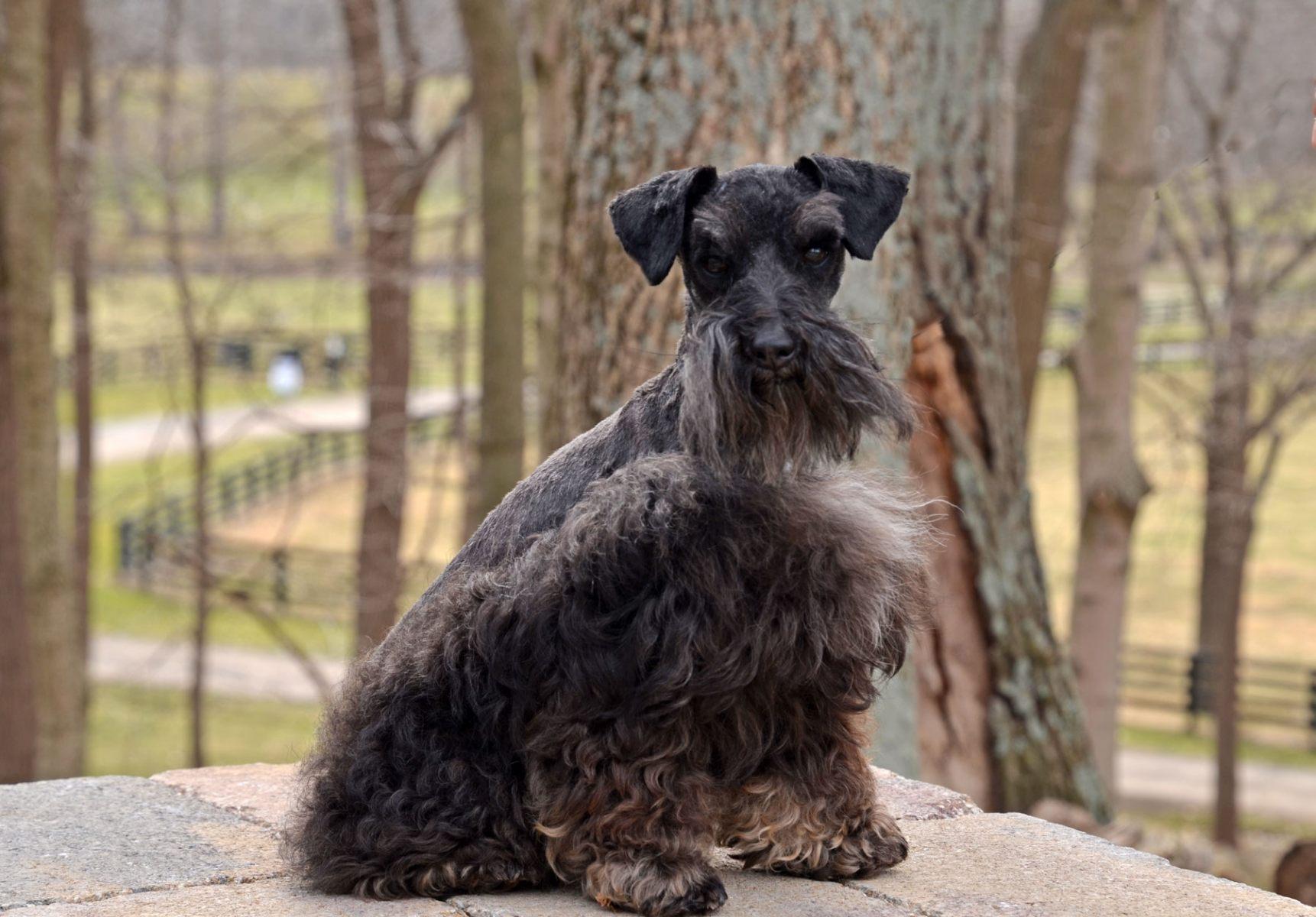 Schnauzer Varieties Unveiling the Traits Beyond the Beard