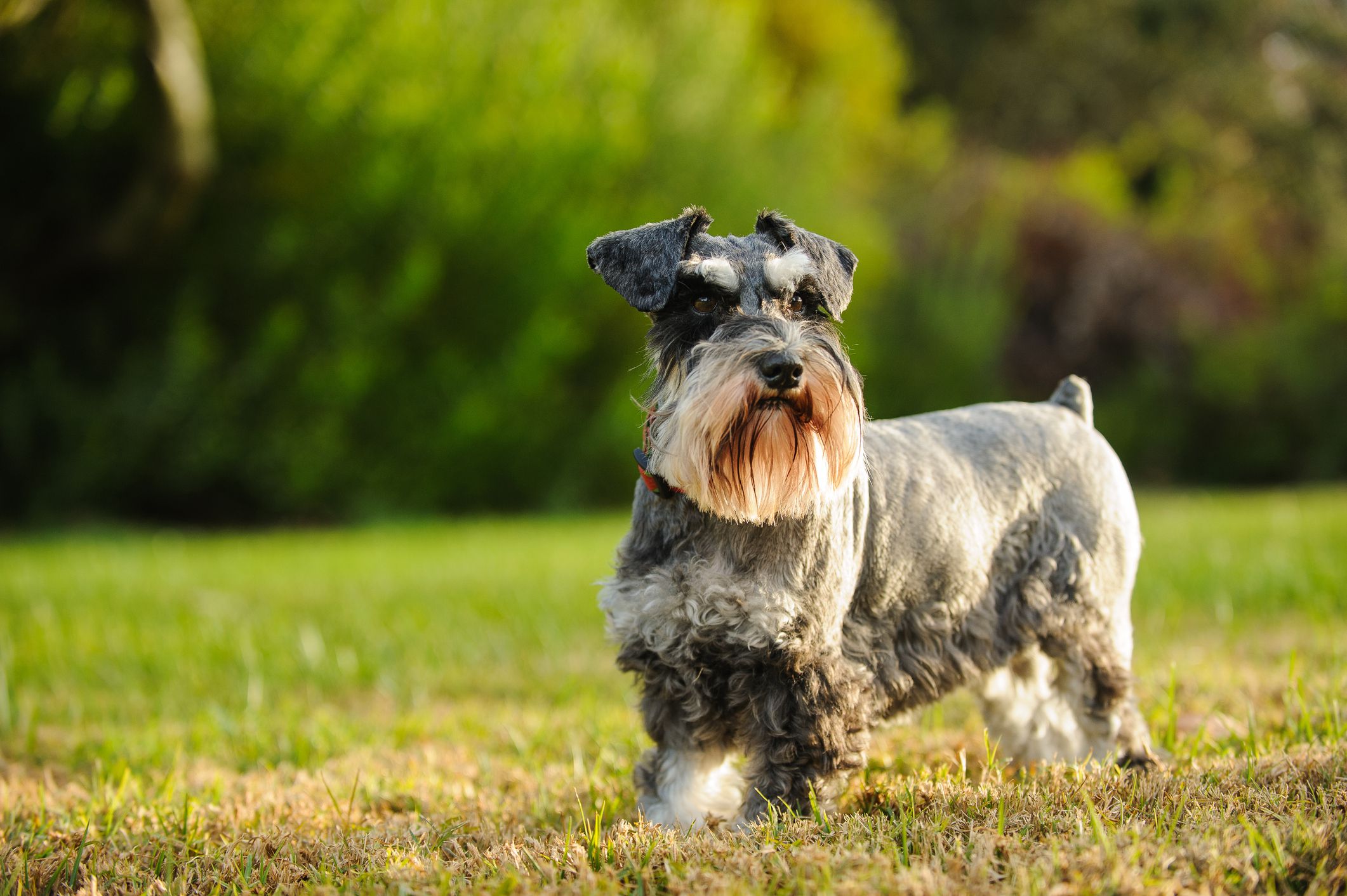 Schnauzer Varieties Unveiling the Traits Beyond the Beard