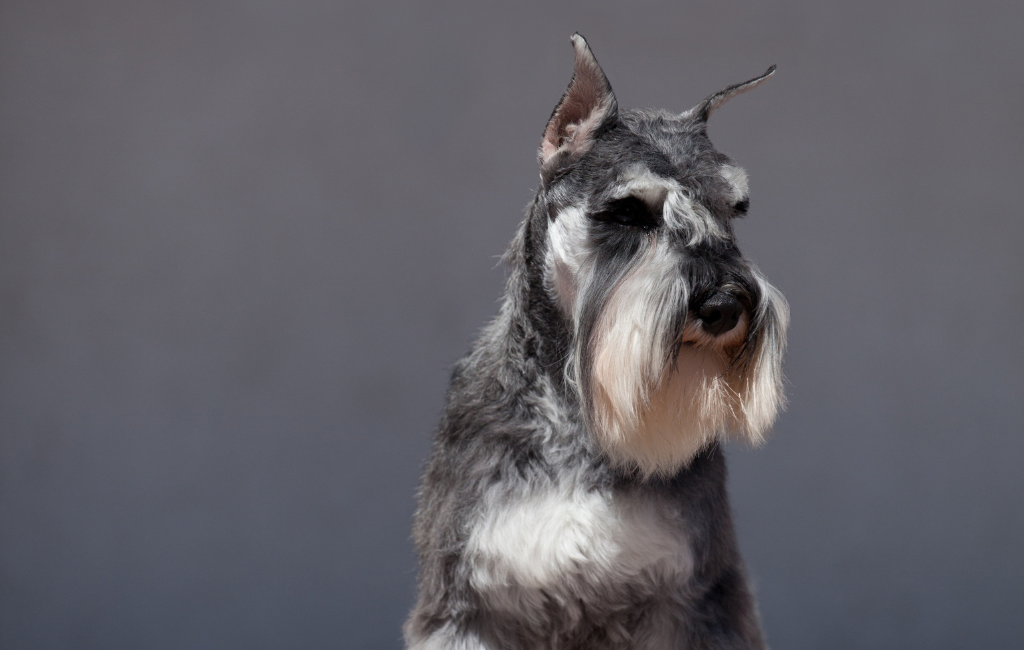 Schnauzer Varieties Unveiling the Traits Beyond the Beard