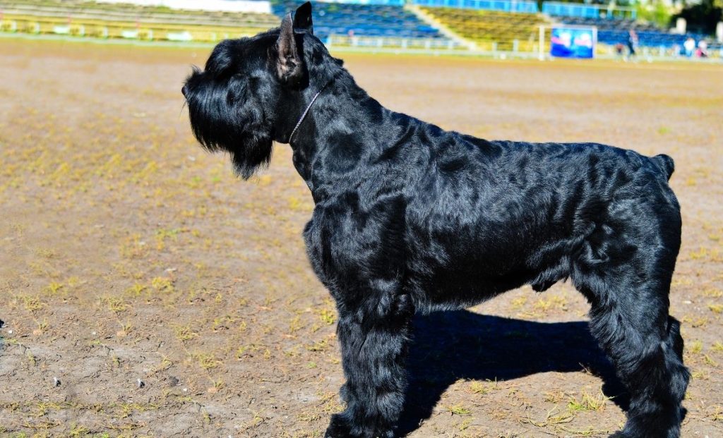 Schnauzers and Skin Cancer Understanding the Risks