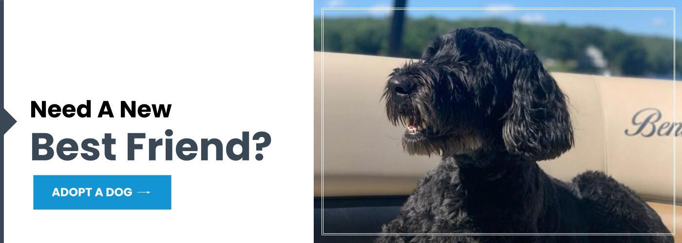 Schnauzers for Adoption Finding Your Perfect Match