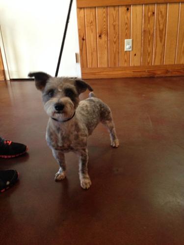 Shih Tzu Schnauzer Mix A Unique Blend of Charm