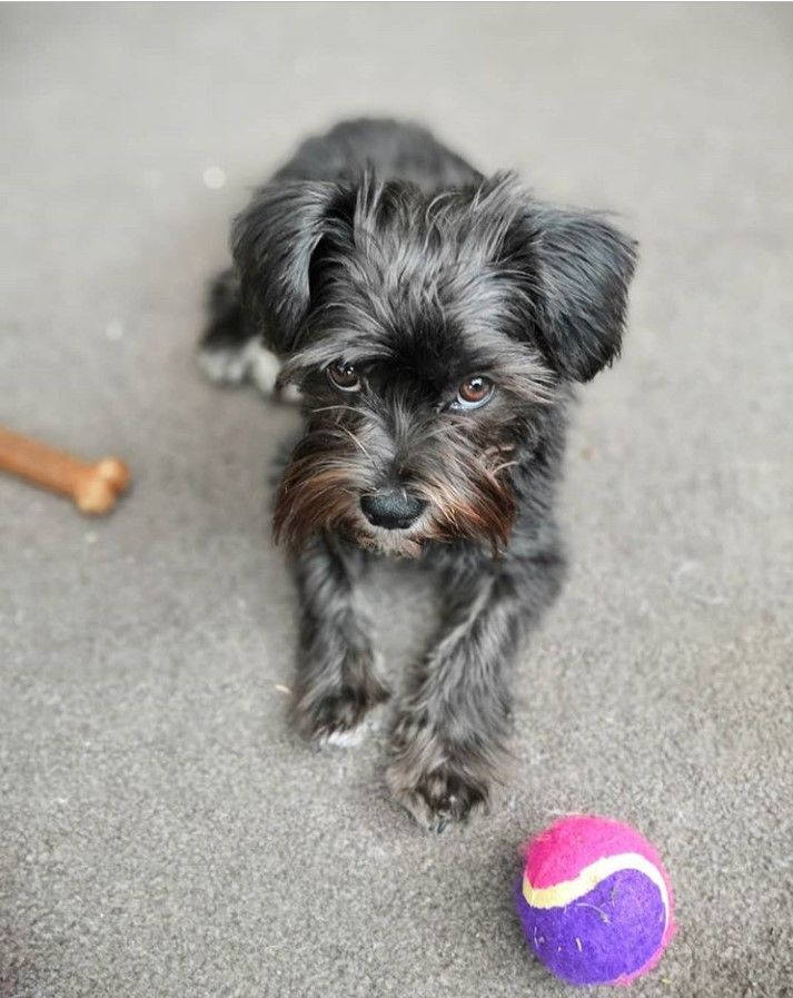 Shih Tzu Schnauzer Mix A Unique Blend of Charm