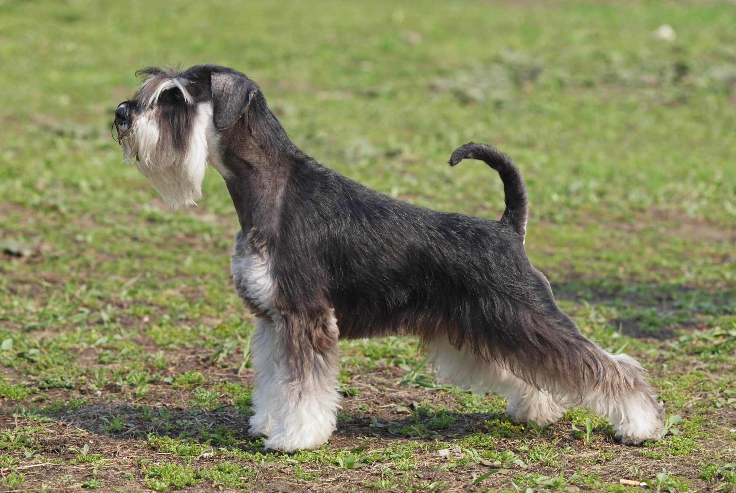 Standard Schnauzer Grooming Essentials A Comprehensive Guide