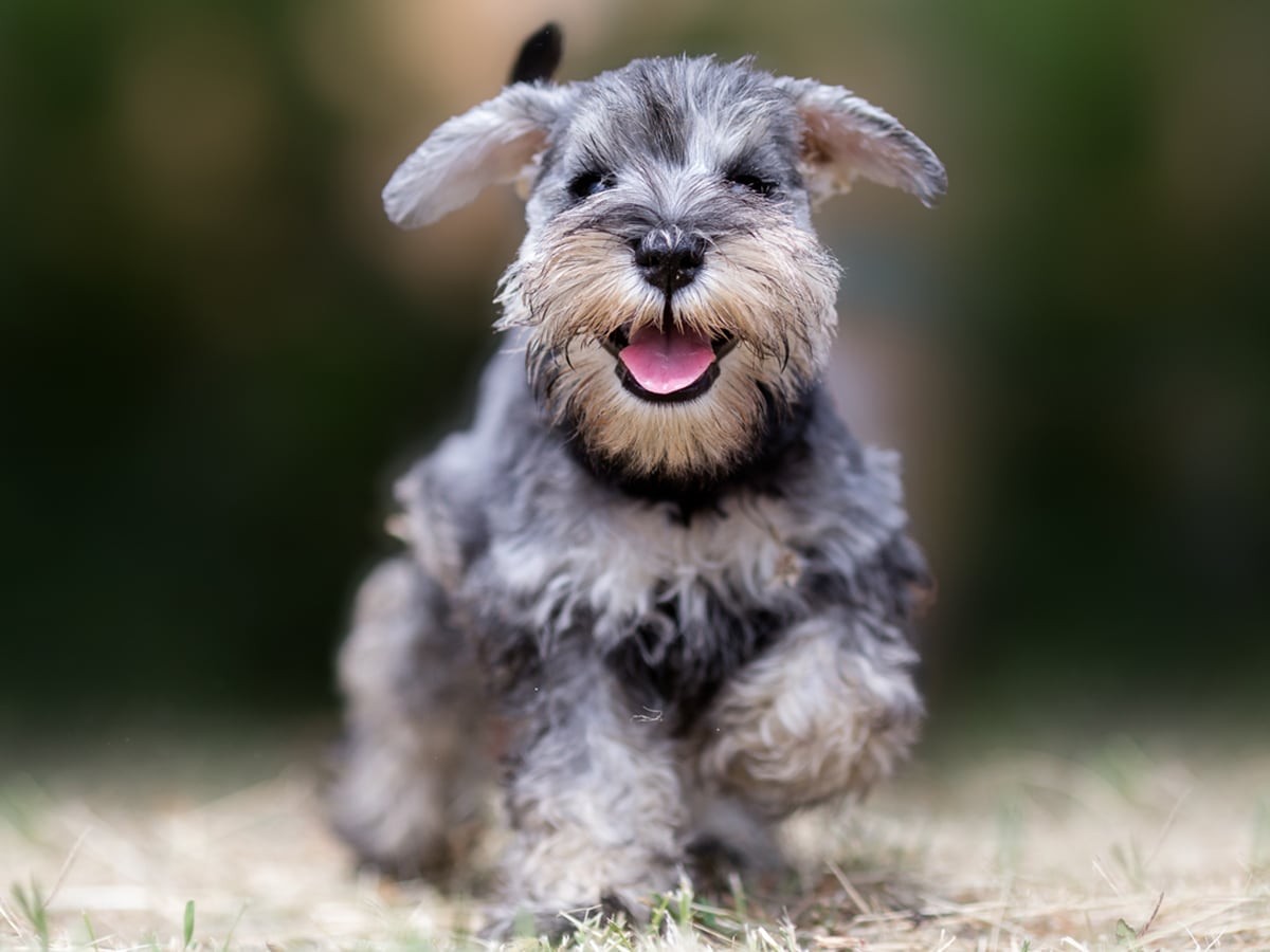 Standard Schnauzer Grooming Essentials A Comprehensive Guide