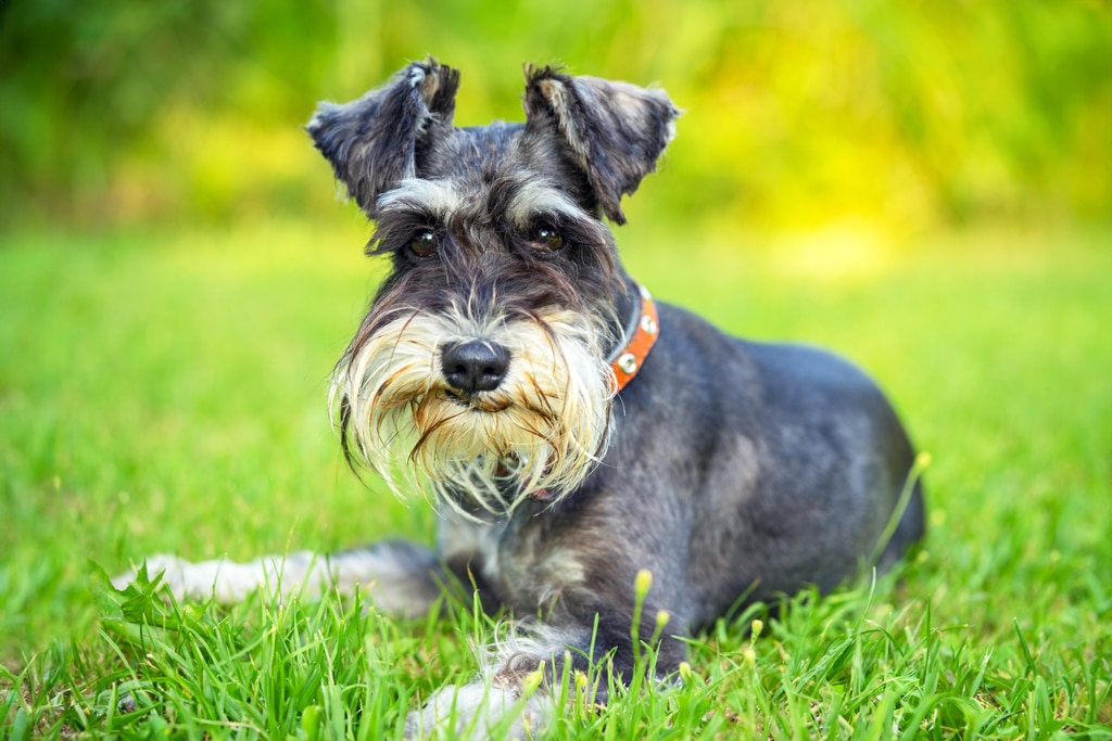 Standard Schnauzer Grooming Essentials A Comprehensive Guide