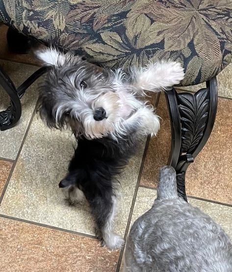 The Allure of the Schnauzer Terrier Mix Exploring a Unique Breed