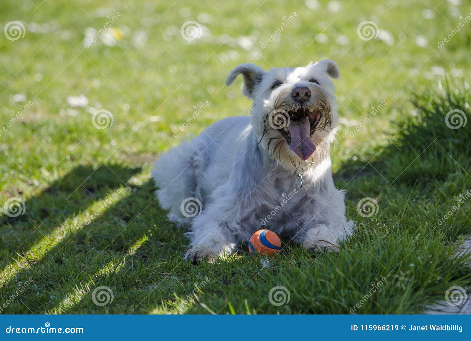 The Allure of the Schnauzer Terrier Mix Exploring a Unique Breed