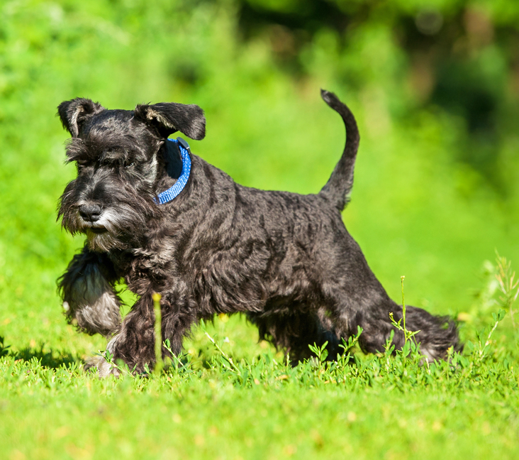 The Alluring Blue Eyes of the Miniature Schnauzer