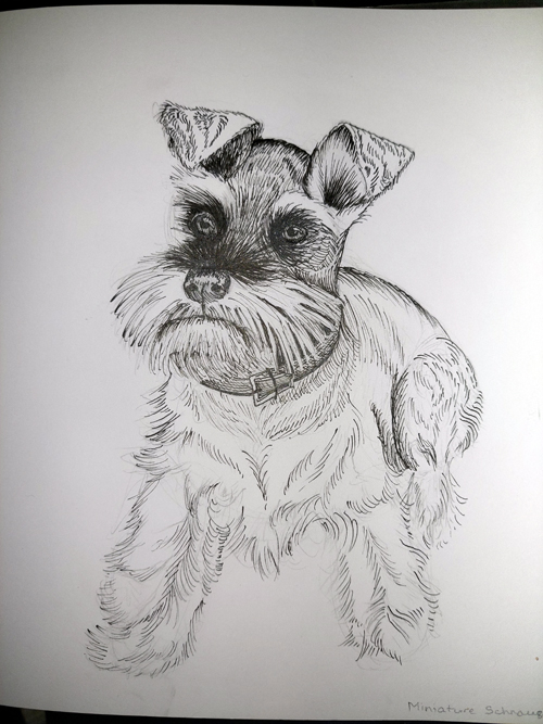 The Art of Schnauzers A Comprehensive Guide to Drawing