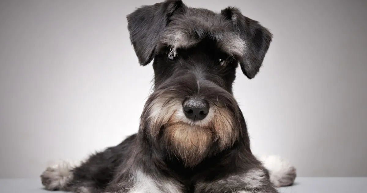 The Beagle-Schnauzer Mix A Unique and Energetic Companion