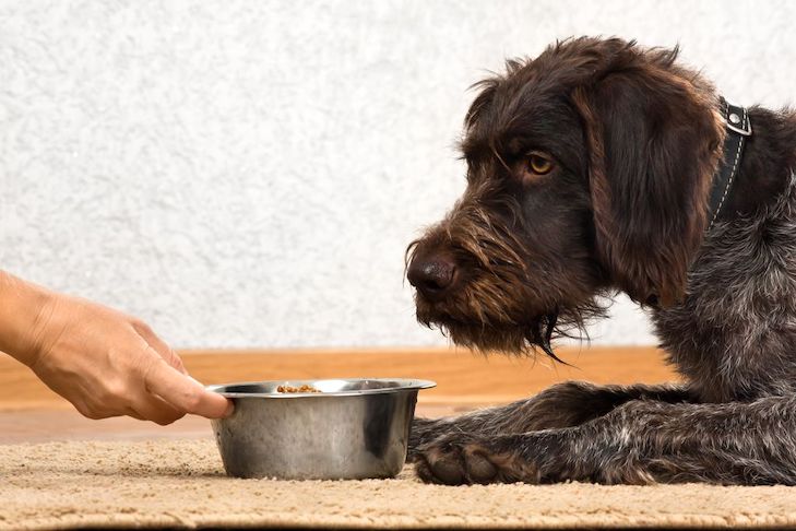 The Best Homemade Meals for Your Miniature Schnauzer