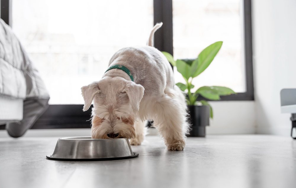 The Best Homemade Meals for Your Miniature Schnauzer