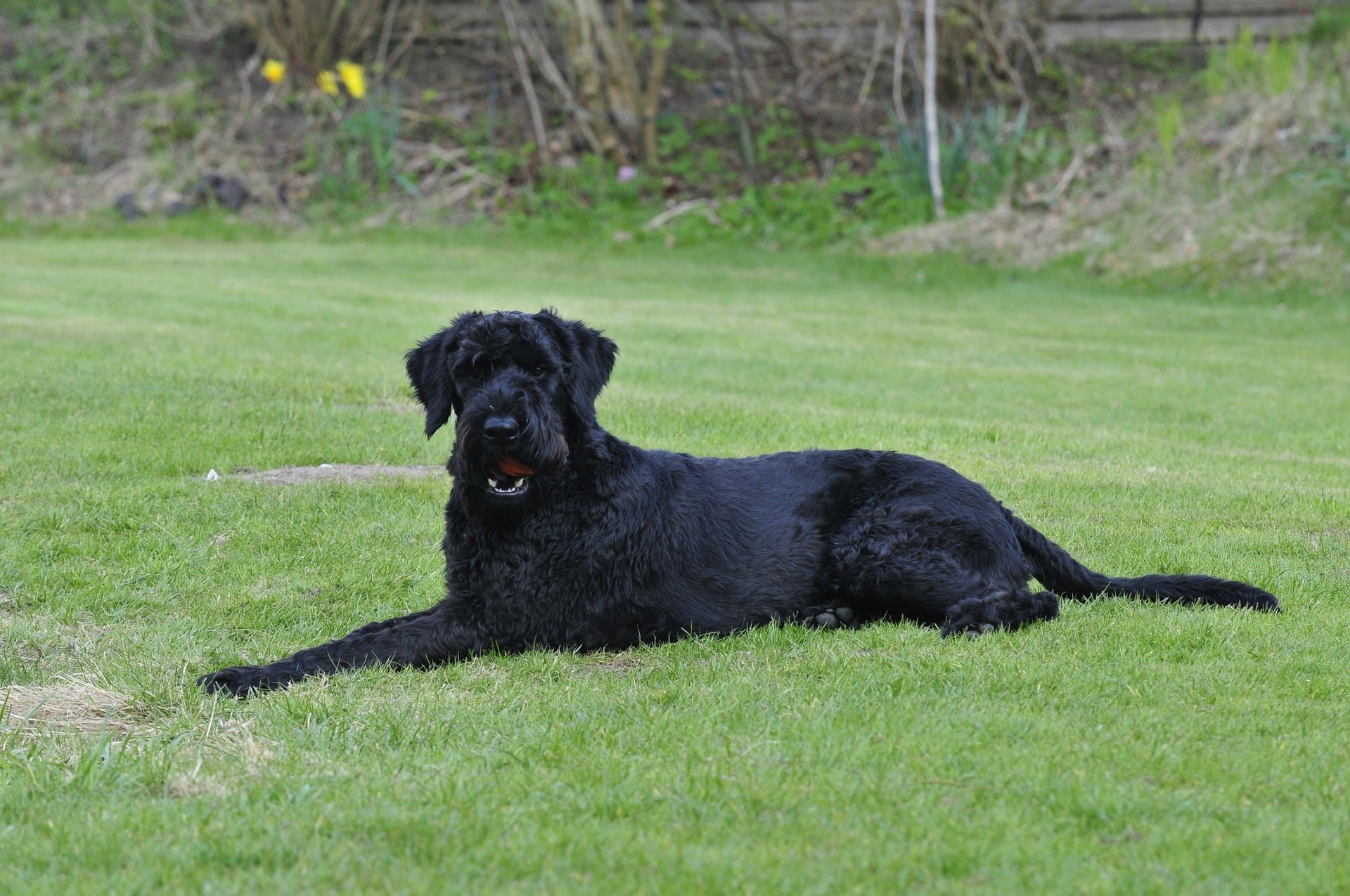 The Big Schnauzer A Powerful and Loyal Companion