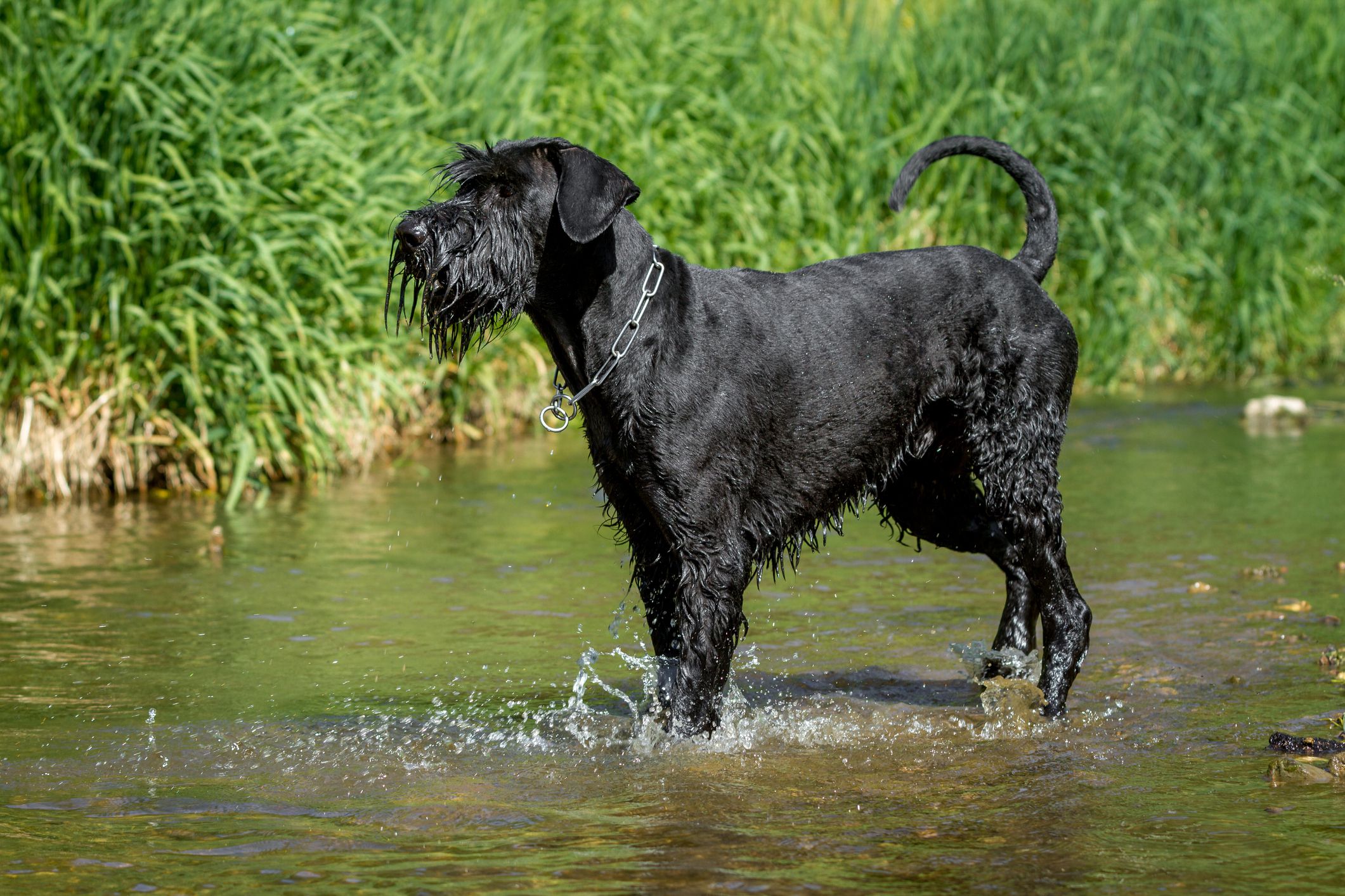 The Big Schnauzer A Powerful and Loyal Companion