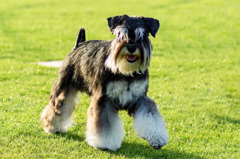 The Black and Silver Schnauzer A Striking Breed