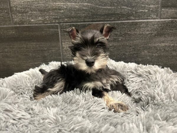 The Black and Silver Schnauzer A Striking Breed