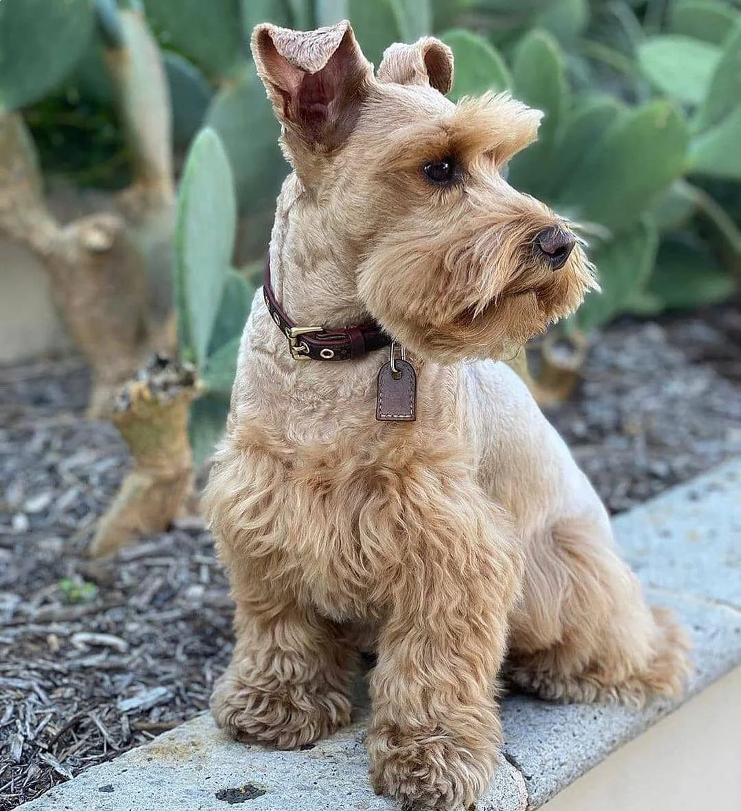 The Brown Schnauzer A Comprehensive Breed Overview