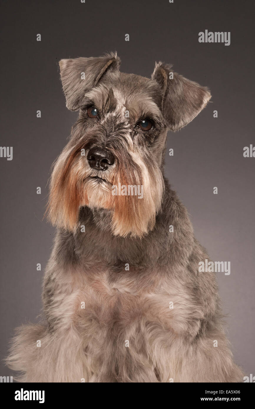 The Brown Schnauzer A Comprehensive Breed Overview