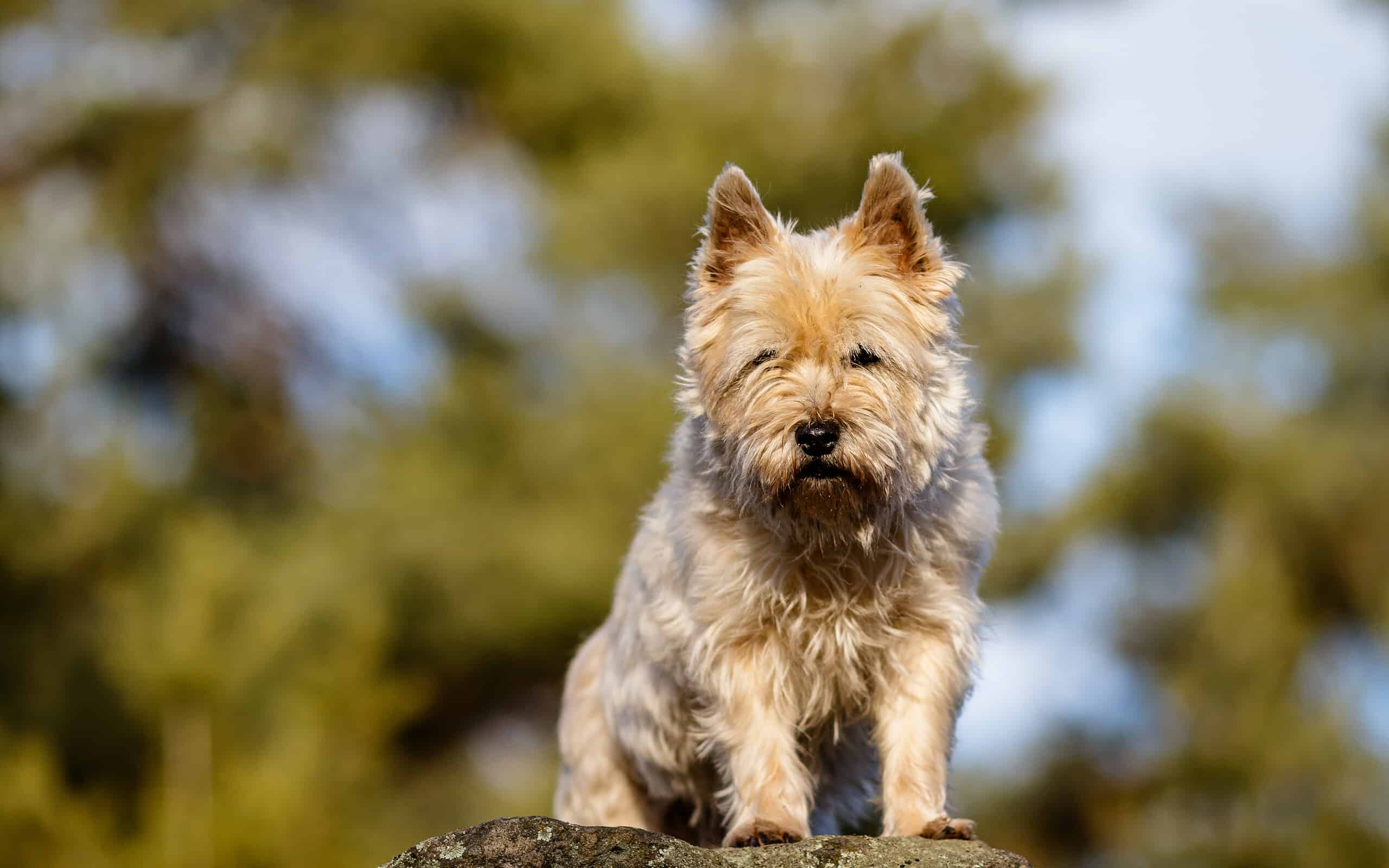 The Cairn Terrier Schnauzer Mix A Whimsical Blend of Personality and Charm