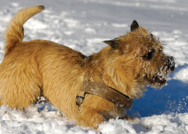 The Cairn Terrier Schnauzer Mix A Whimsical Blend of Personality and Charm