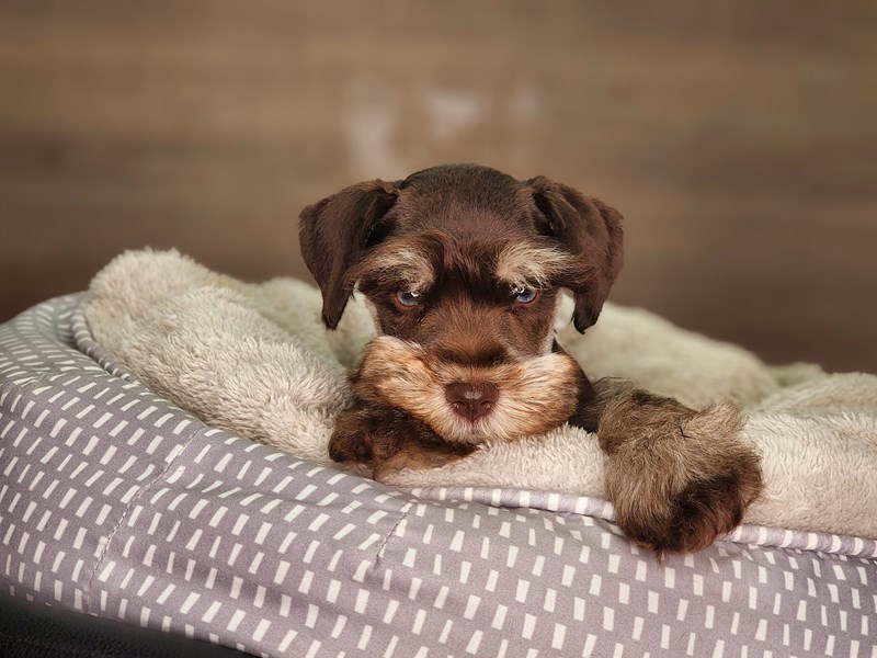 The Chocolate Schnauzer A Delightfully Dappled Companion