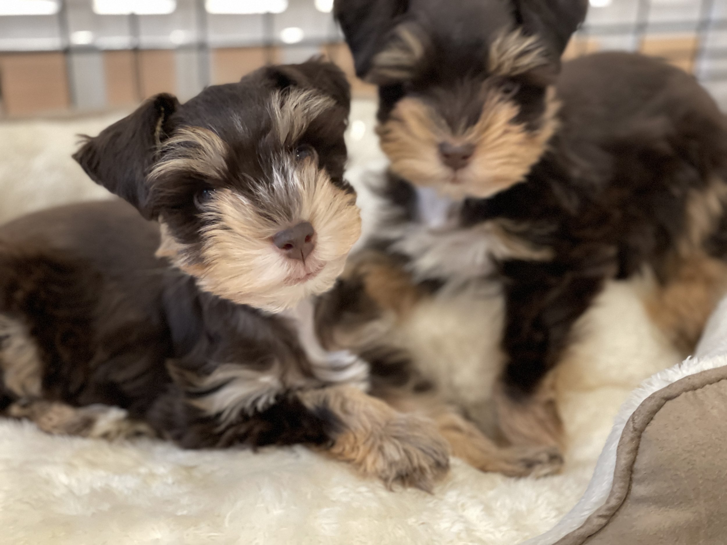 The Chocolate Schnauzer A Delightfully Dappled Companion