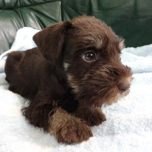 The Chocolate Schnauzer A Delightfully Dappled Companion