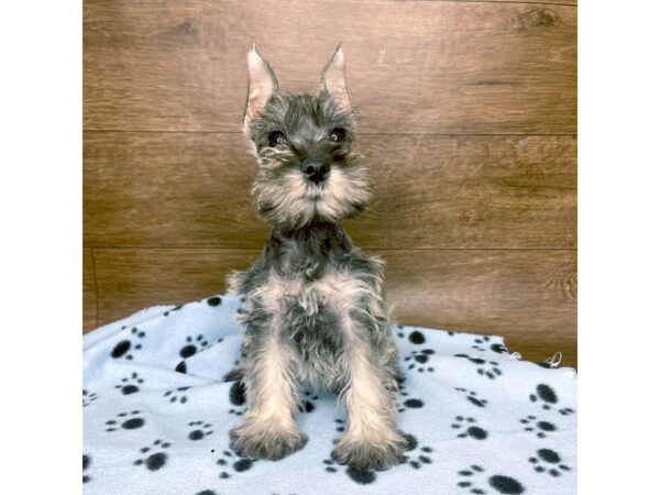 The Classic Miniature Schnauzer Cut A Timeless Elegance