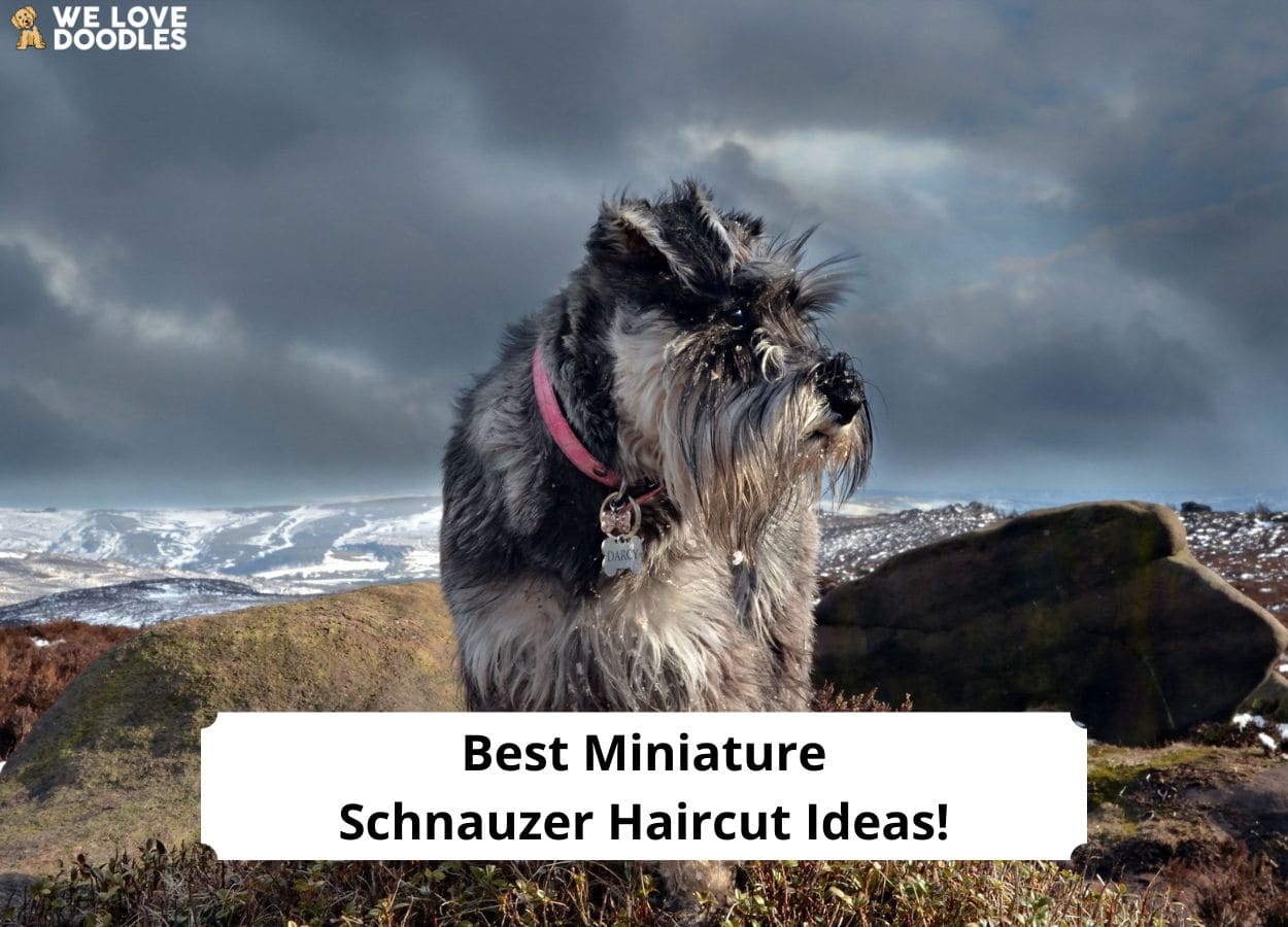 The Classic Miniature Schnauzer Cut A Timeless Elegance