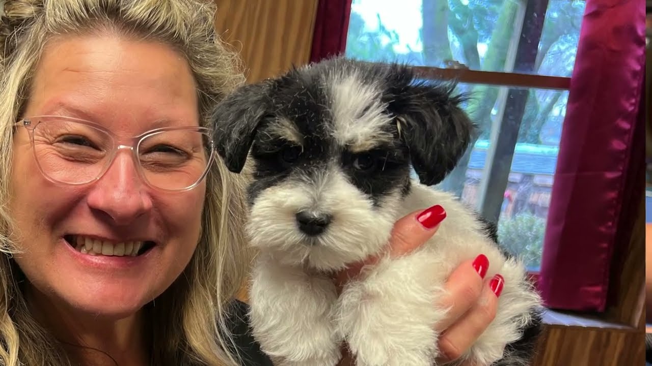 The Classic Miniature Schnauzer Cut A Timeless Elegance