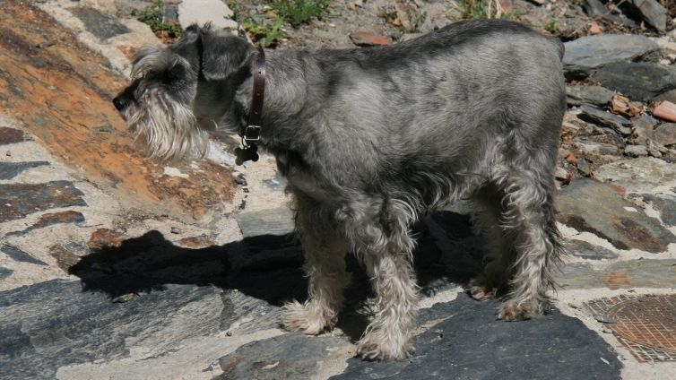 The Cocker Spaniel Schnauzer Mix A Unique and Energetic Companion