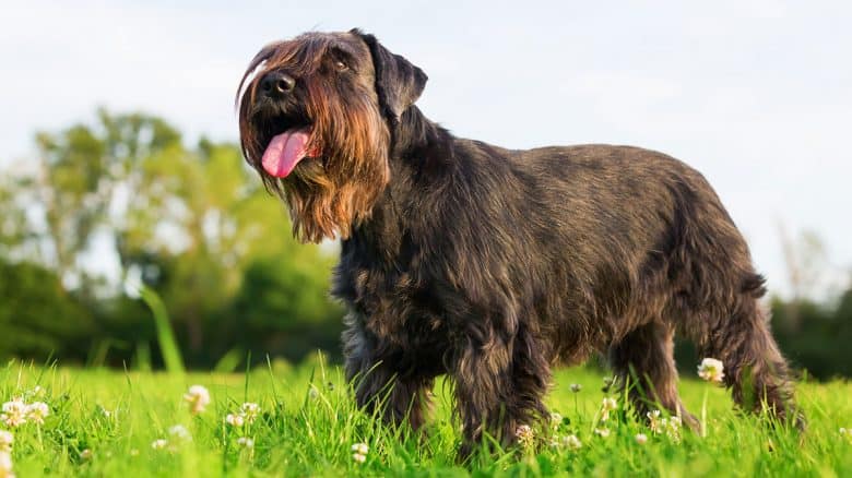 The Cocker Spaniel Schnauzer Mix A Unique and Energetic Companion