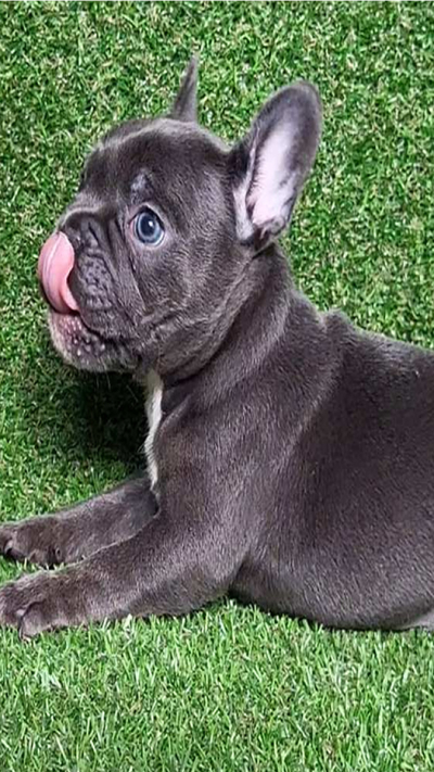 The French Bulldog Schnauzer Mix A Unique Blend of Charm and Character