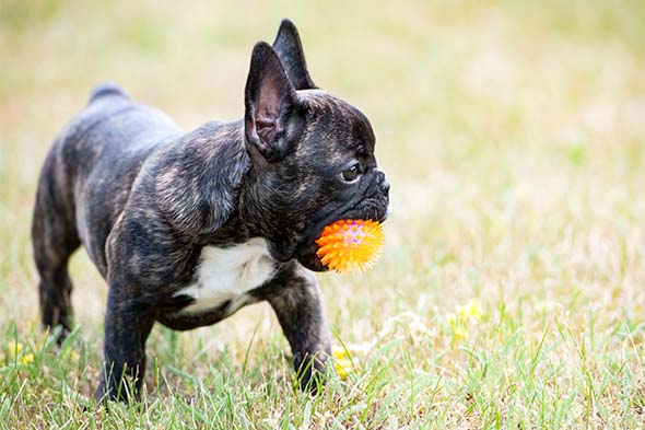 The French Bulldog Schnauzer Mix A Unique Blend of Charm and Character