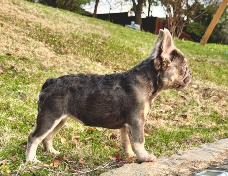 The French Bulldog Schnauzer Mix A Unique Blend of Charm and Character