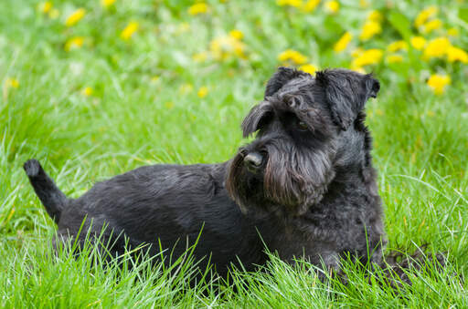 The Full-Grown Black Miniature Schnauzer