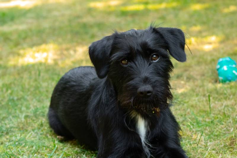 The Full-Grown Black Miniature Schnauzer