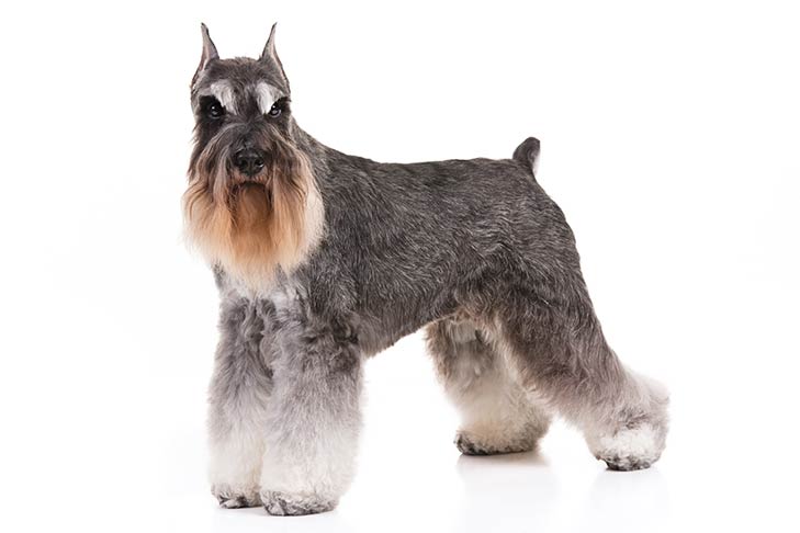 The Full-Grown Black Miniature Schnauzer