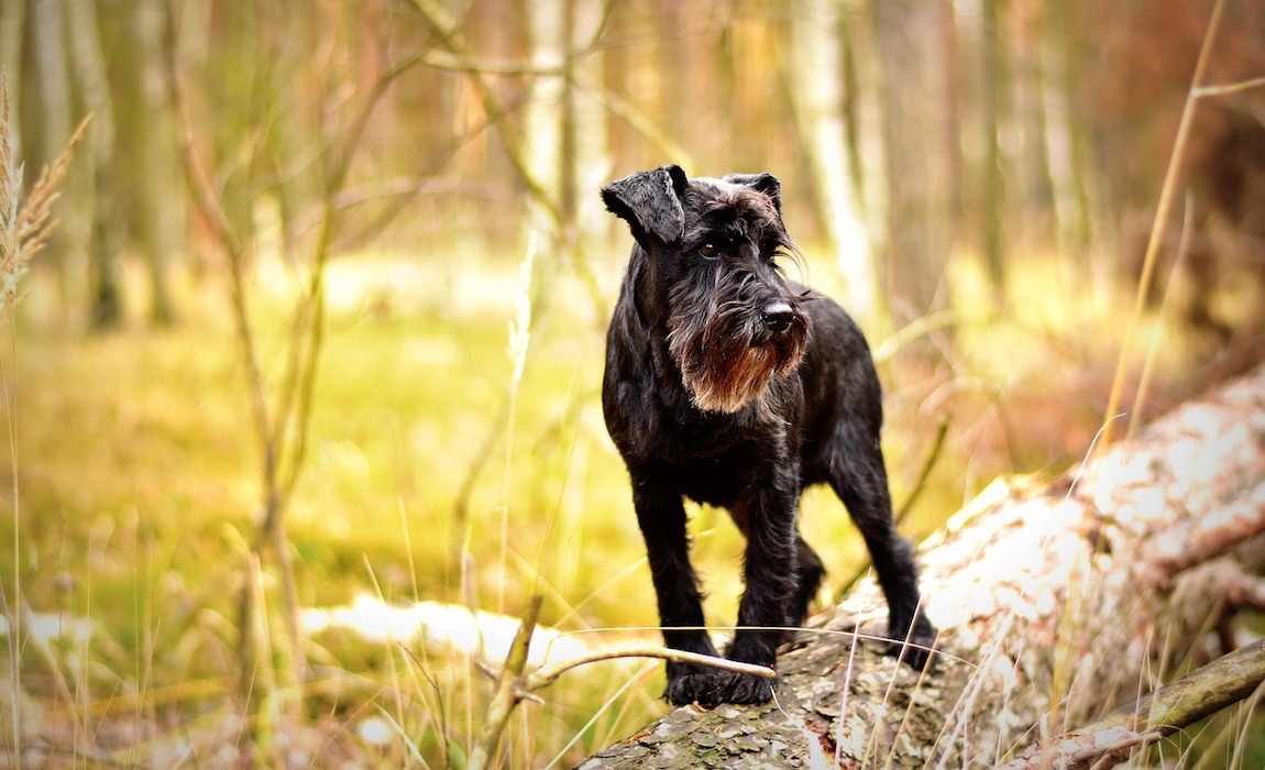 The Giant Schnauzer A Breed With Big Personality and Not-So-Big Shedding