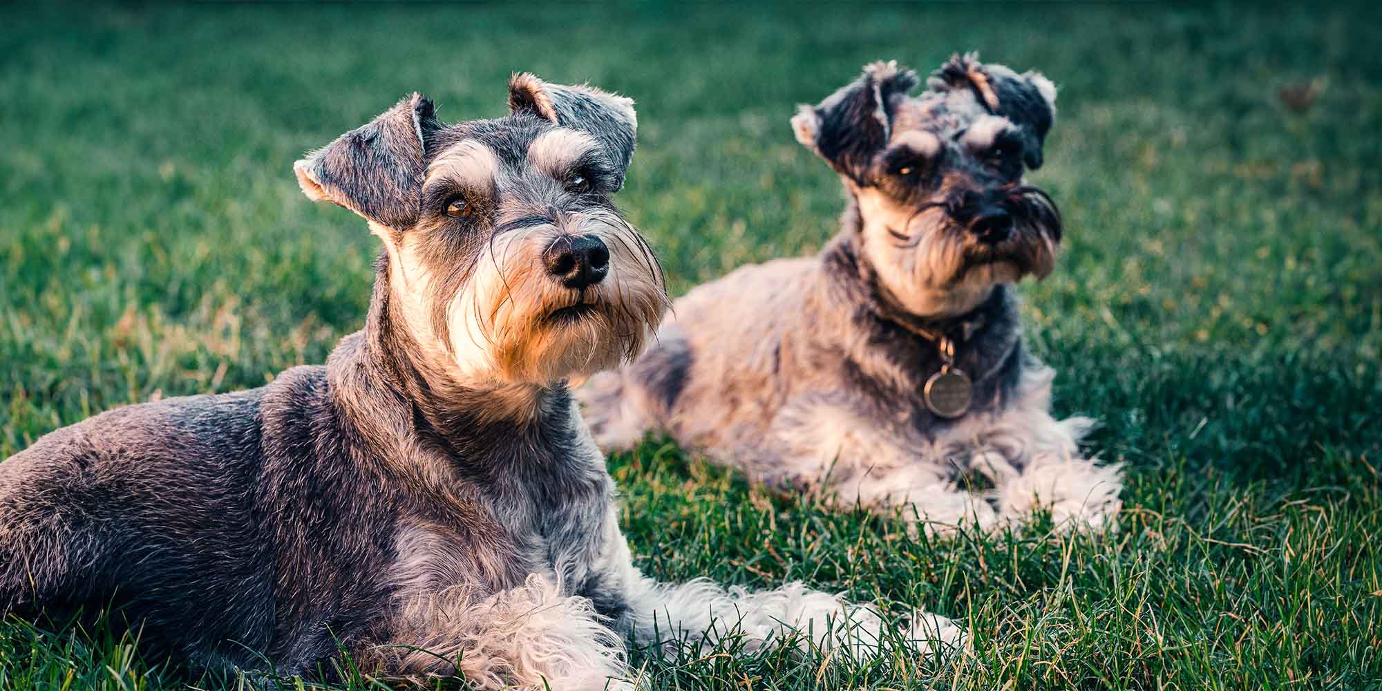 The Giant Schnauzer A Breed With Big Personality and Not-So-Big Shedding