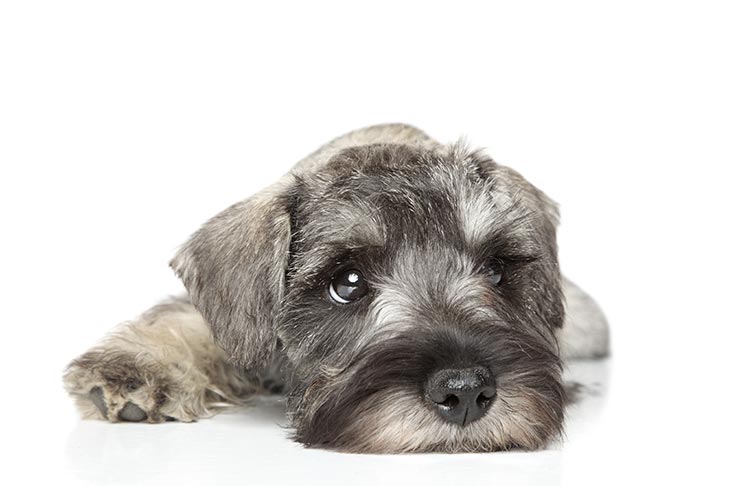 The Giant Schnauzer A Breed With Big Personality and Not-So-Big Shedding