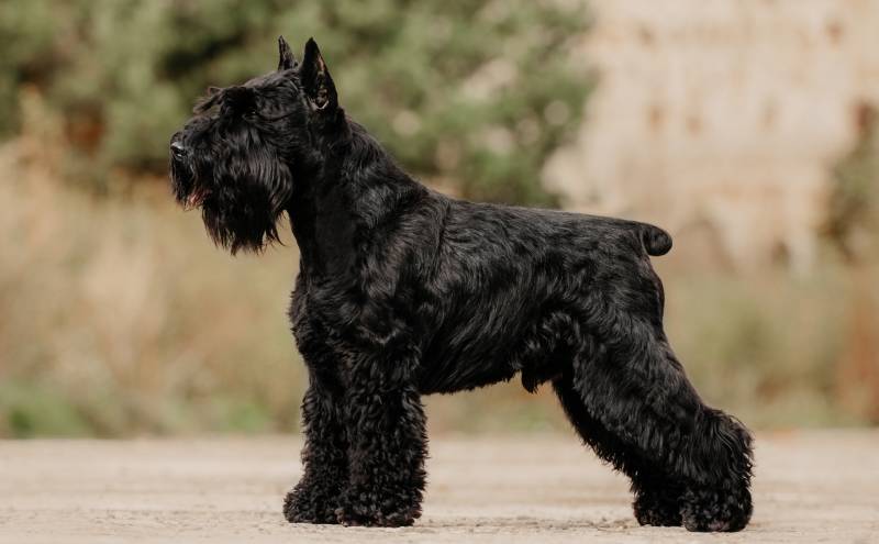 The Giant Schnauzer